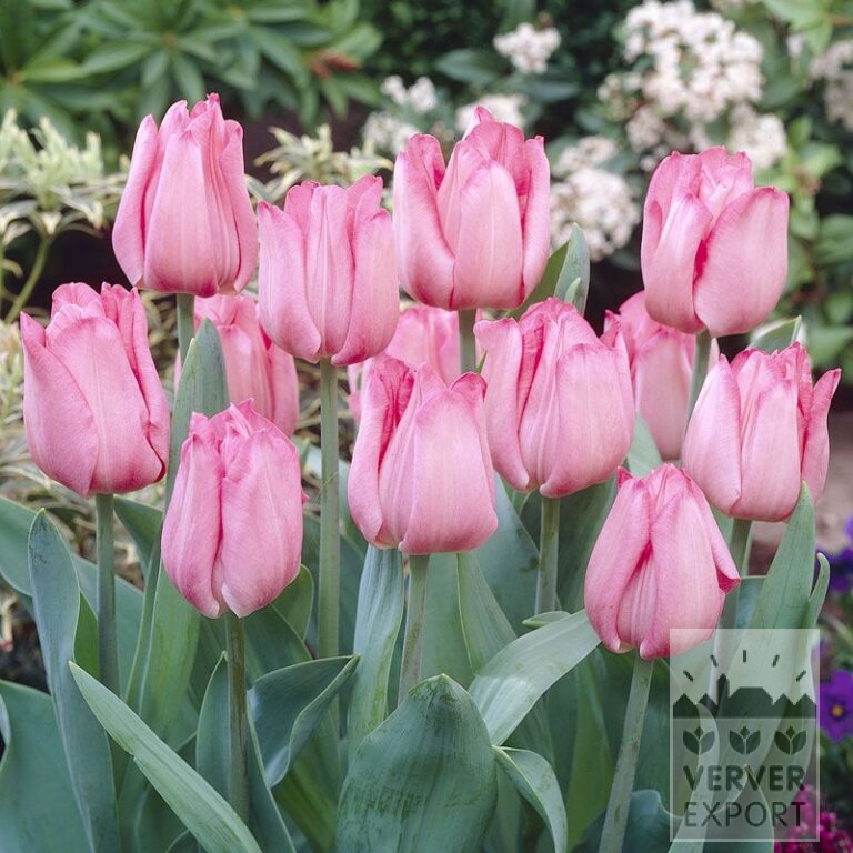 Tulpen 'Lydia' (12106)