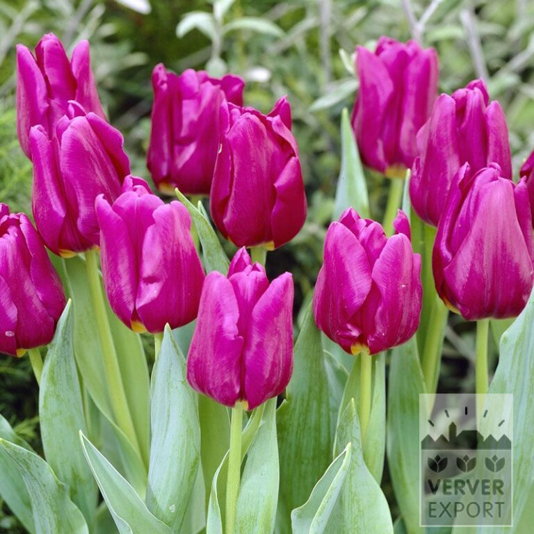 Tulpen 'Passionale' (12109)