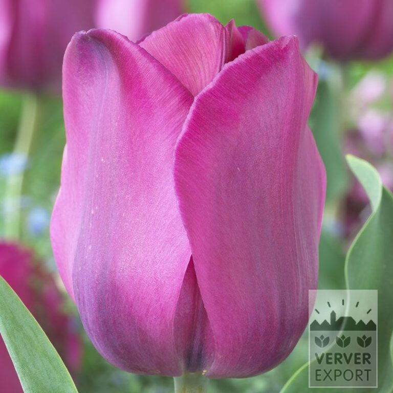 Tulpen 'Don Quichotte' (12129)