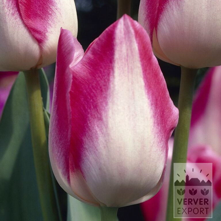 Tulpen 'Garden Party' (12132)