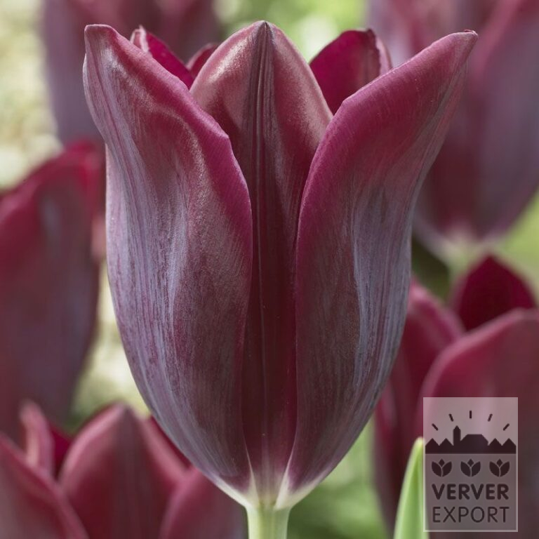 Tulpen 'Havran' (12139)