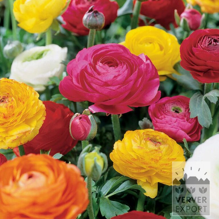 Ranunculus Gemengd (36095)
