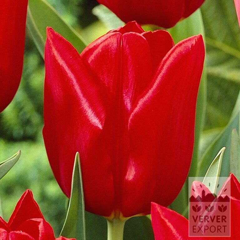Tulpen 'Oscar' (12146)
