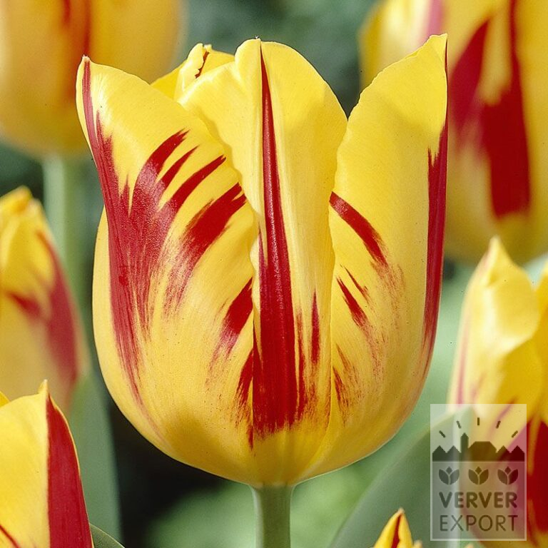 Tulpen 'Washington' (12159)