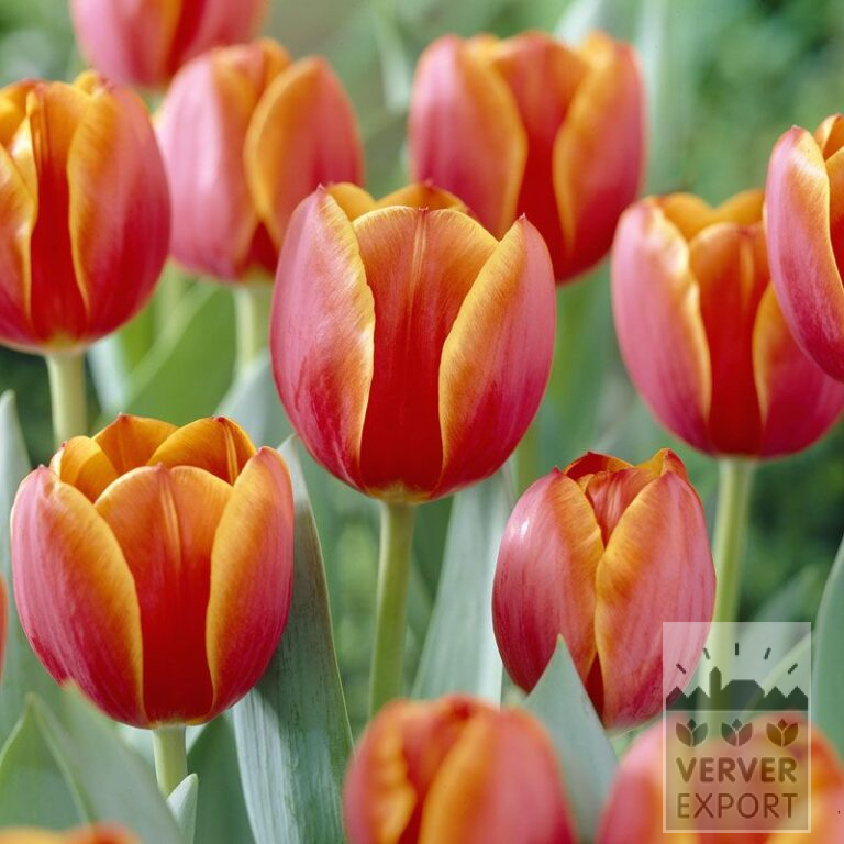 Tulpen 'Ad Rem' (12164)
