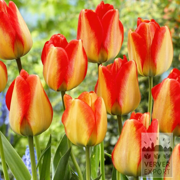 Tulpen 'American Dream' (12165)