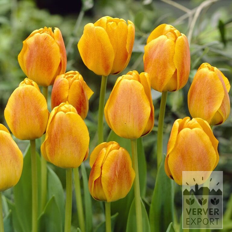 Tulpen 'Beauty of Apeldoorn' (12168)
