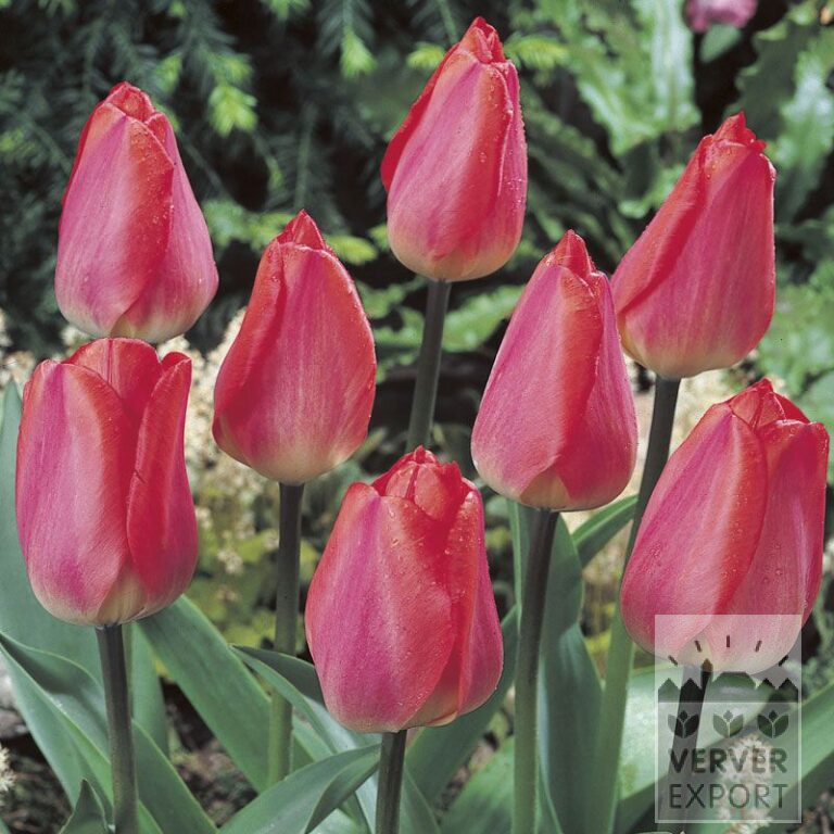 Tulpen 'Big Chief' (12169)