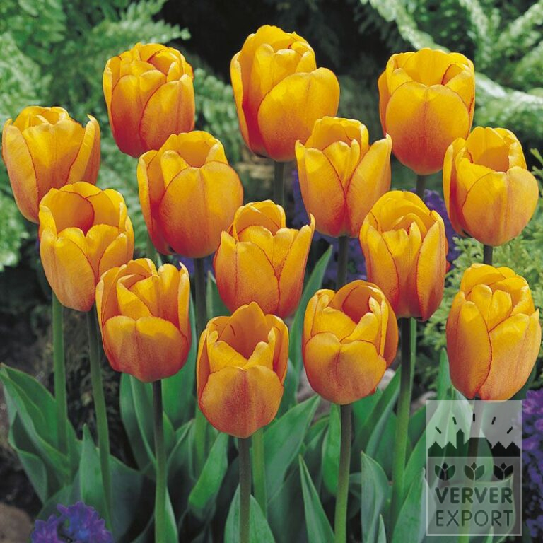 Tulpen 'Blushing Apeldoorn' (12170)