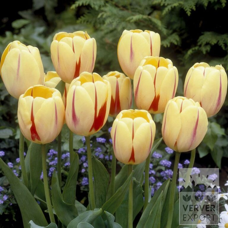 Tulpen 'Burning Heart' (12171)