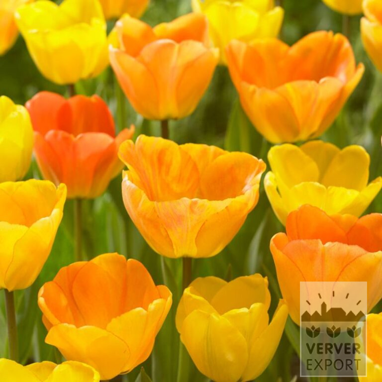 Tulpen 'Daydream' (12172)