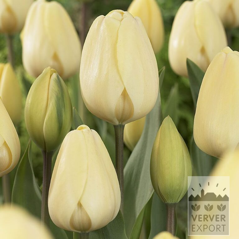 Tulpen 'Ivory Floradale' (12177)