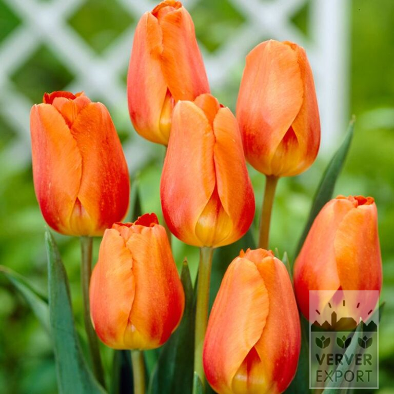 Tulpen 'Lighting Sun' (12178)