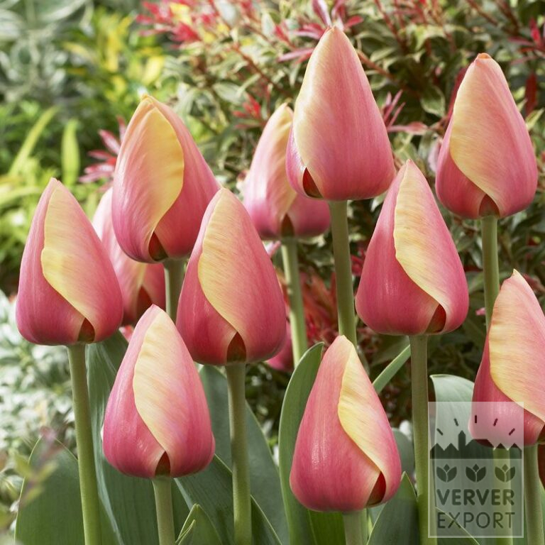 Tulpen 'Marit' (12179)