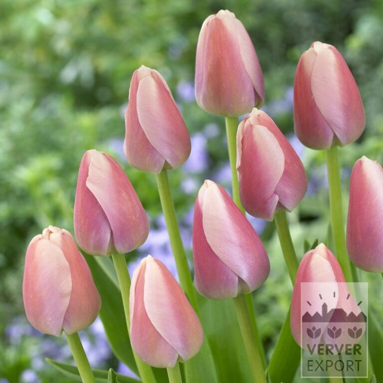 Tulpen 'Ollioules' (12180)