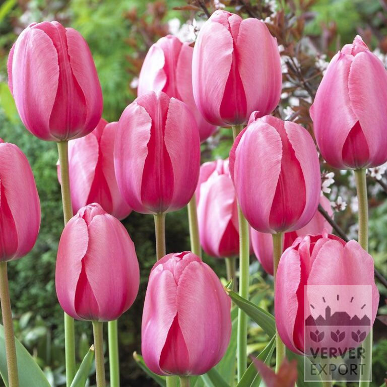 Tulpen 'Pink Impression' (12181)