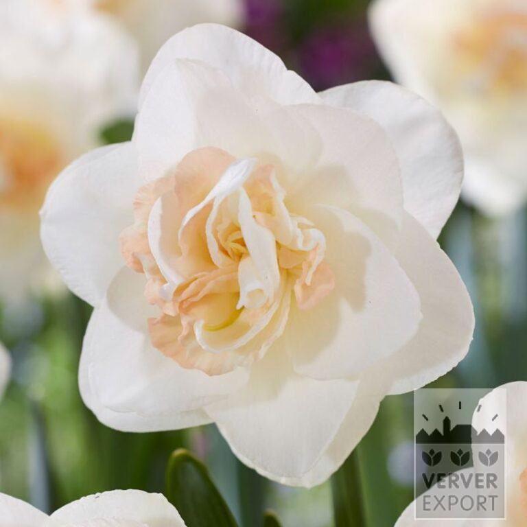 Narcissen 'Tender Beauty' (15744)