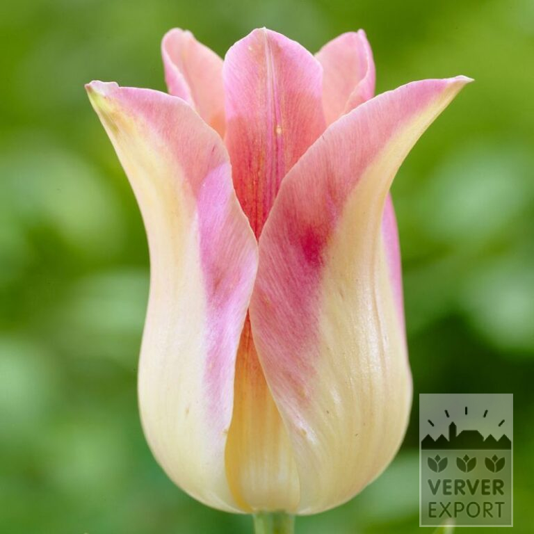 Tulpen 'Elegant Lady' (12187)
