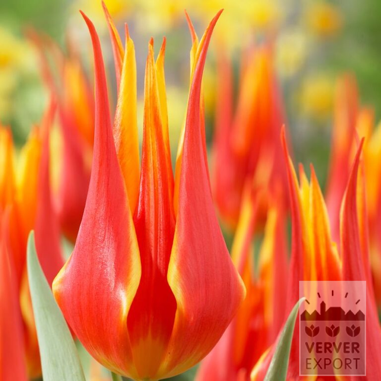 Tulpen 'Fly Away' (12188)