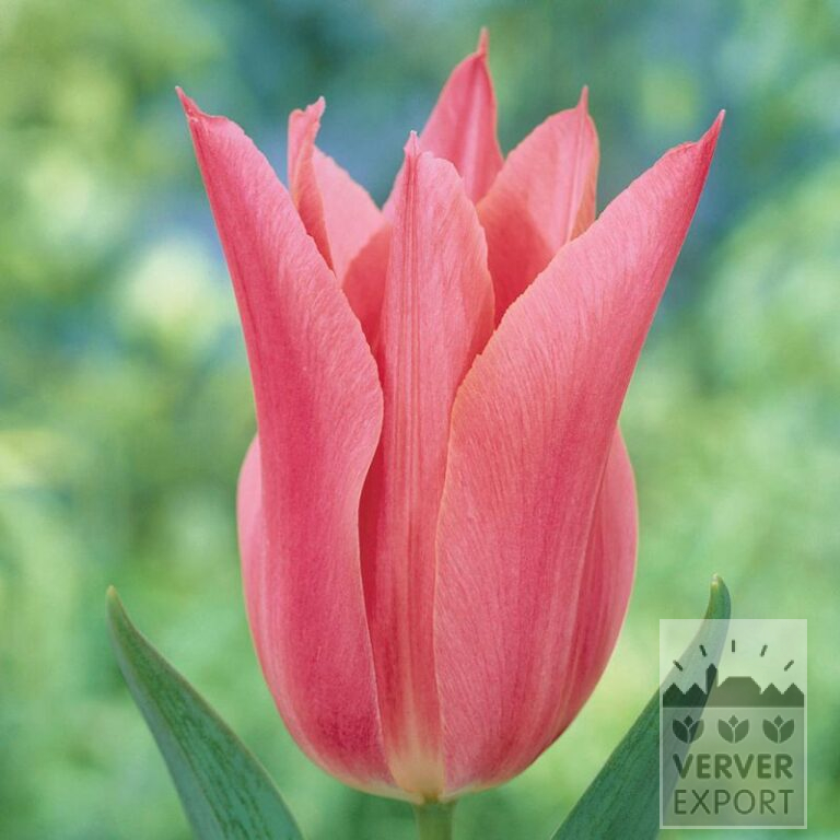 Tulpen 'Mariëtte' (12193)