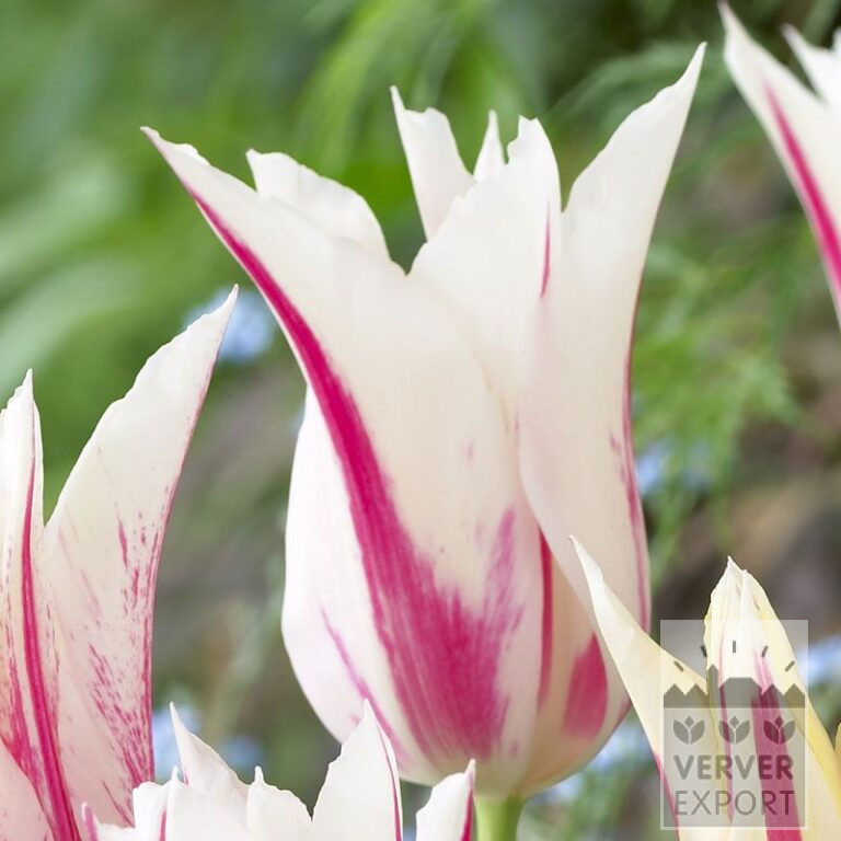 Tulpen 'Marilyn' (12194)