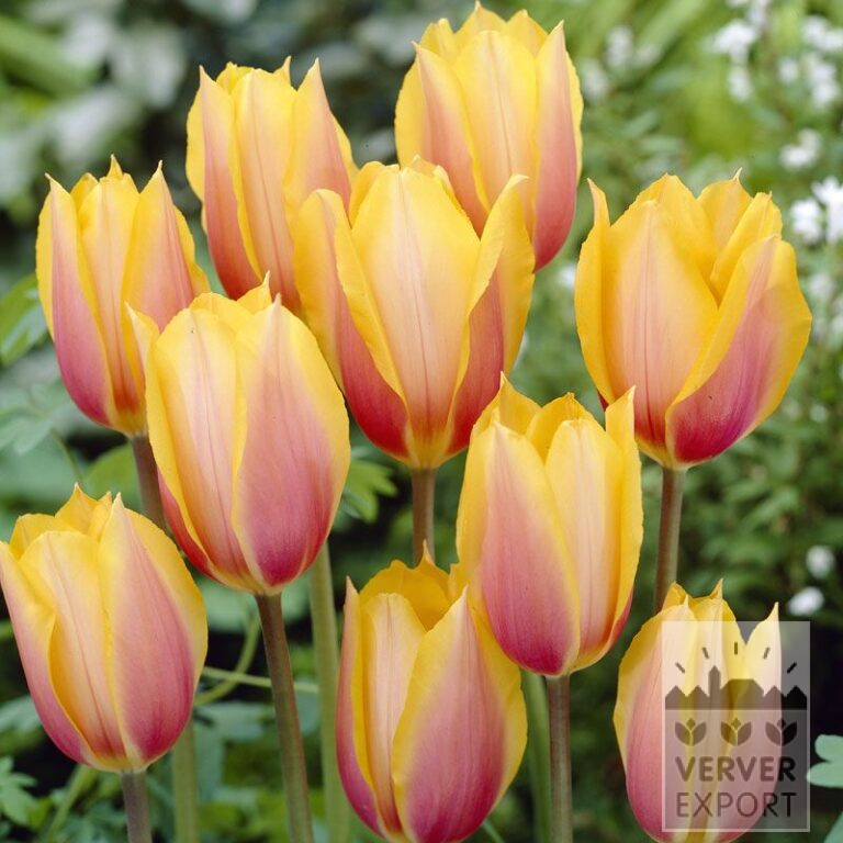 Tulpen 'Blushing Beauty' (12205)