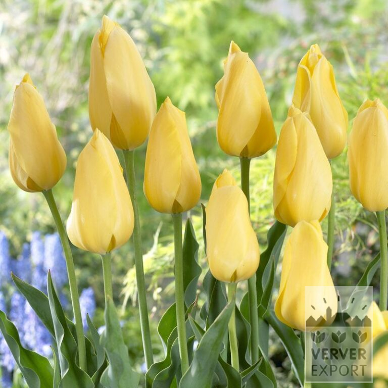 Tulpen 'Big Smile' (12206)