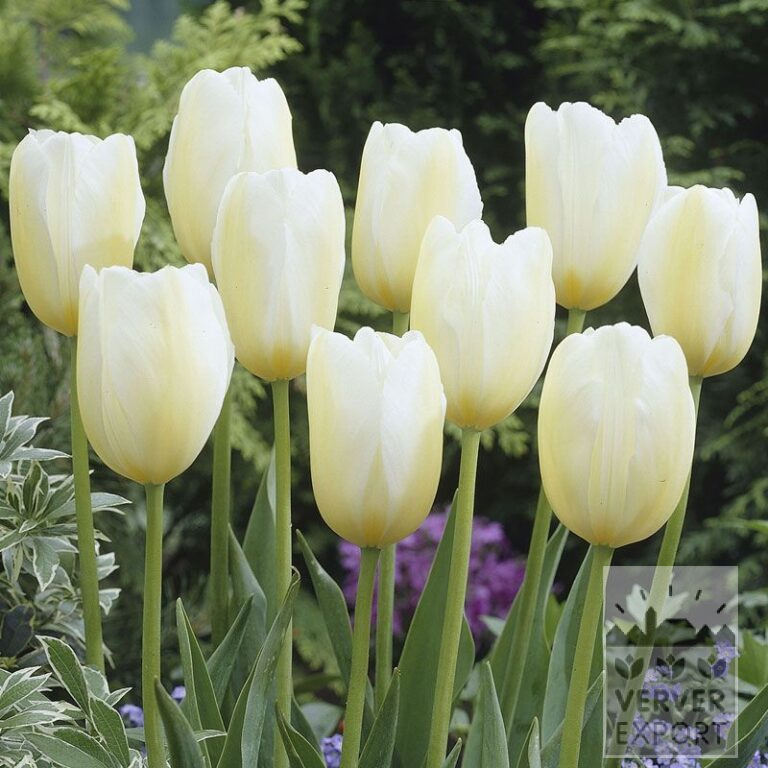 Tulpen 'Françoise' (12209)