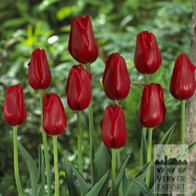 Tulpen 'Kingsblood' (12212)