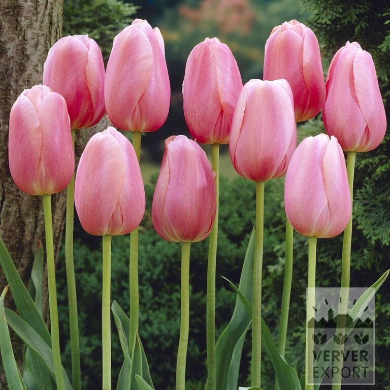 Tulpen 'Menton' (12214)