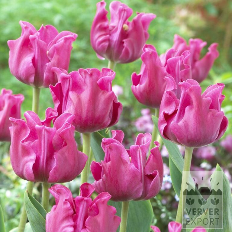 Tulpen 'Picture' (12215)