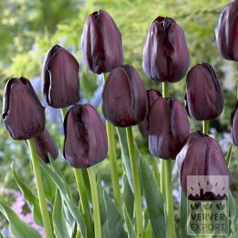 Tulpen 'Queen of Night' (12217)