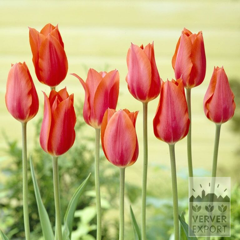 Tulpen 'Temple of Beauty' (12221)