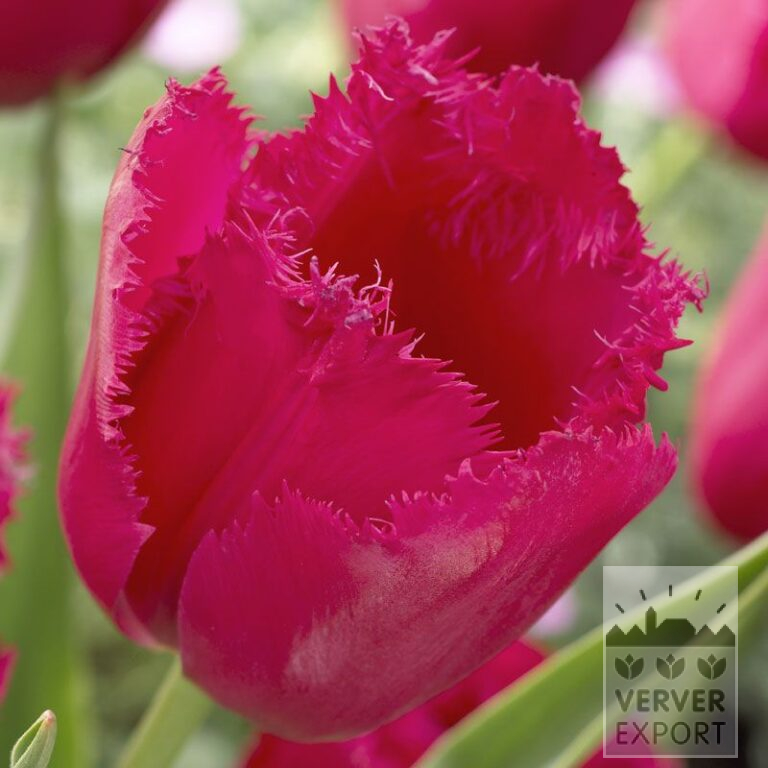 Tulpen 'Burgundy Lace' (12224)