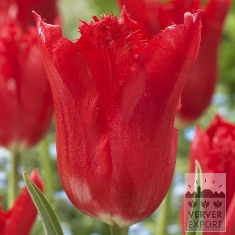 Tulpen 'Calibra' (12225)