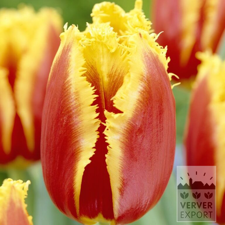 Tulpen 'Davenport' (12228)
