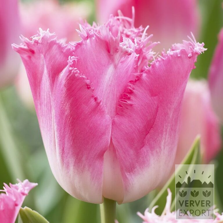 Tulpen 'Fancy Frills' (12229)