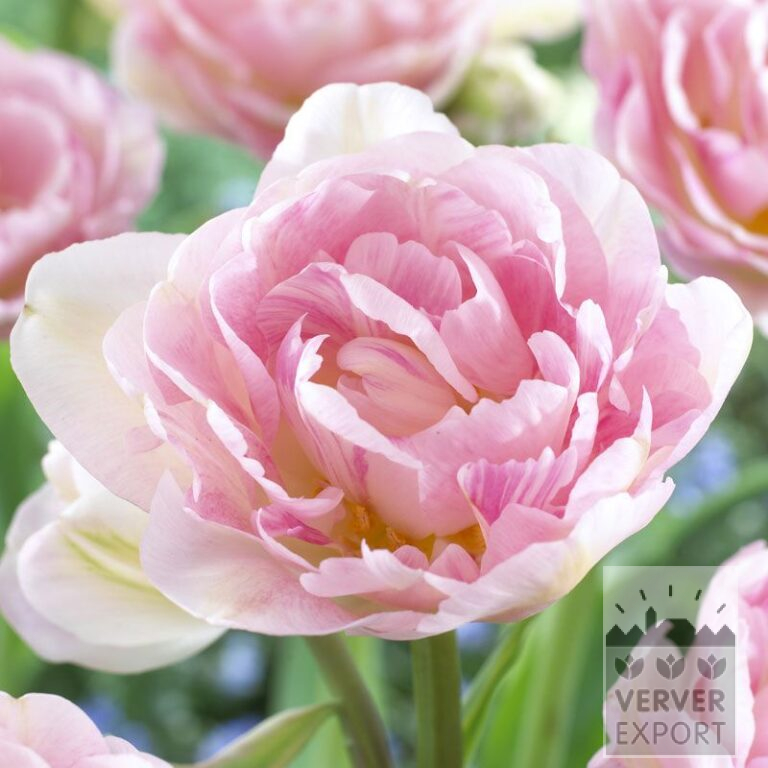 Tulpen 'Angélique' (12233)