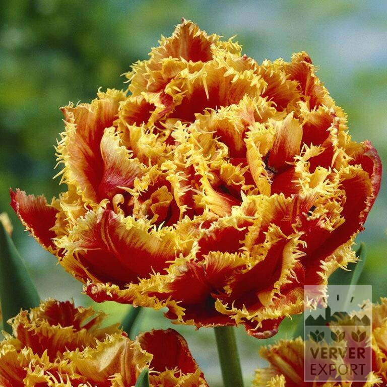 Tulpen 'Gold Dust' (12240)