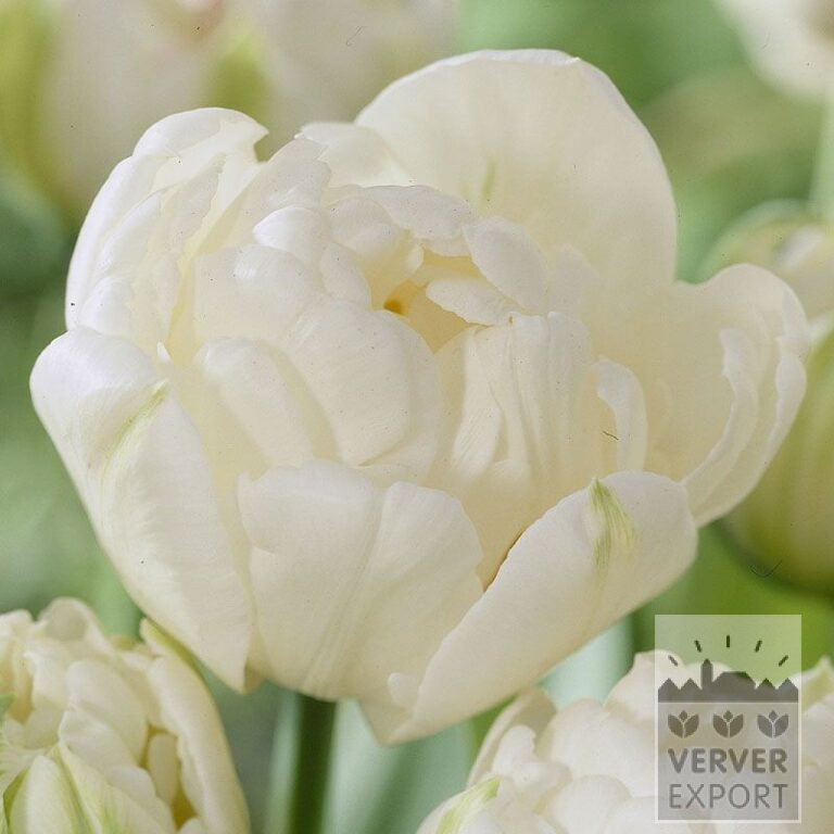 Tulpen 'Mount Tacoma' (12244)