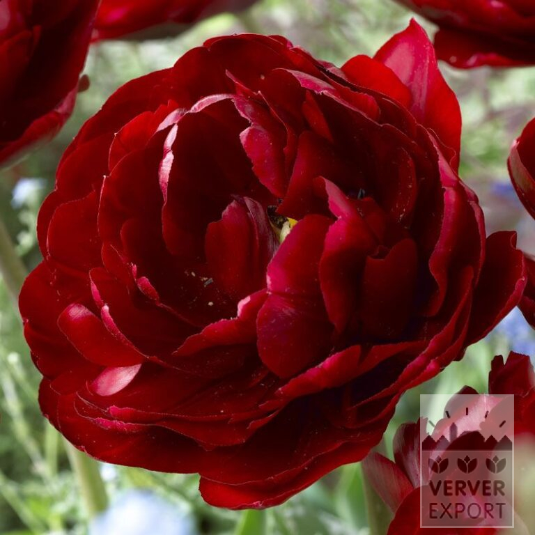 Tulpen 'Uncle Tom' (12245)