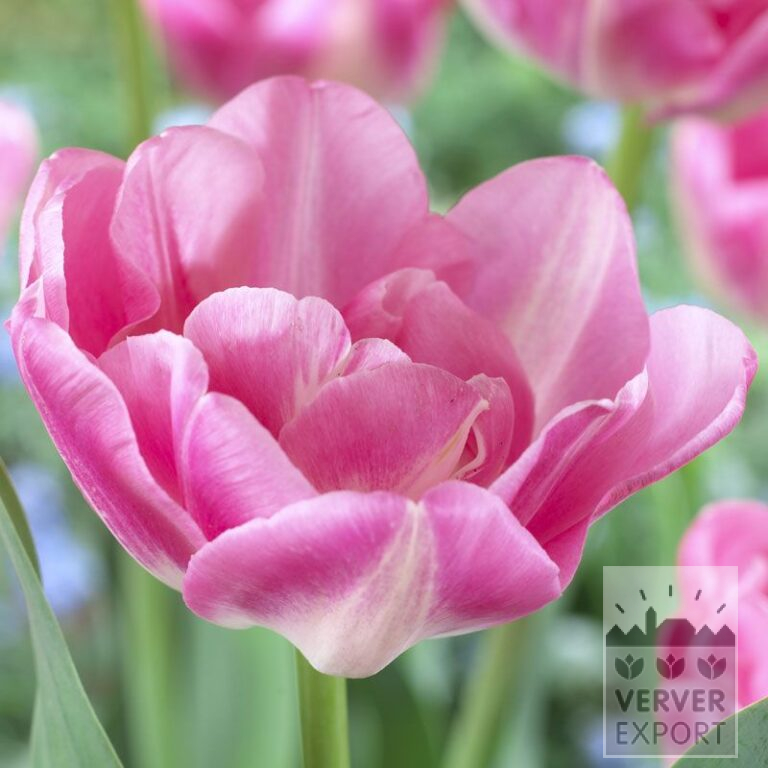 Tulpen 'Upstar' (12246)