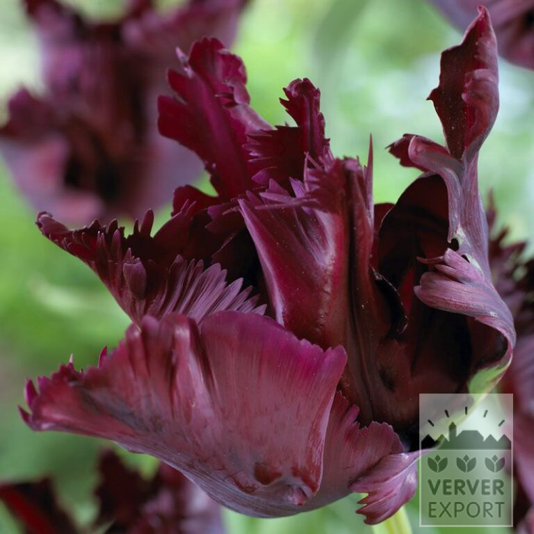 Tulpen 'Black Parrot' (12251)