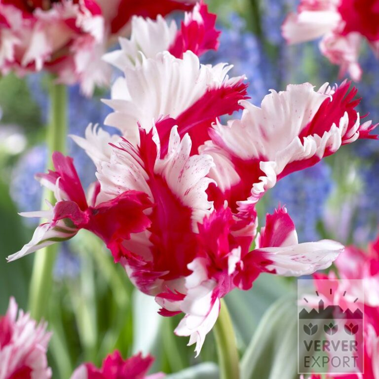 Tulpen 'Estella Rijnveld' (12254)