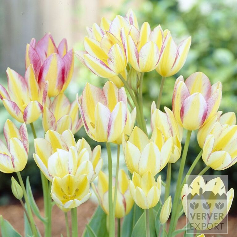 Tulpen 'Antoinetta' (12263)