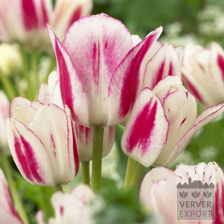 Tulpen 'Candy Club' (12264)