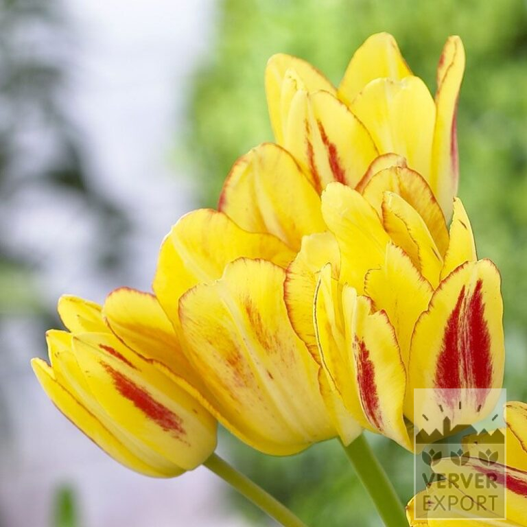 Tulpen 'Sunshine Club' (12265)