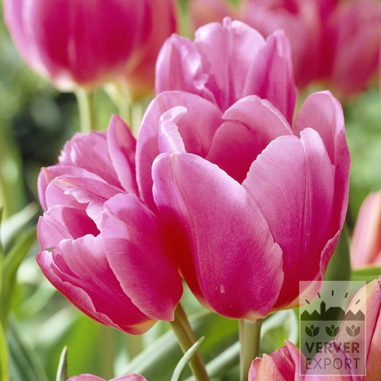 Tulpen 'Happy Family' (12268)