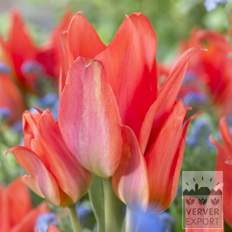 Tulpen 'Orange Toronto' (12271)