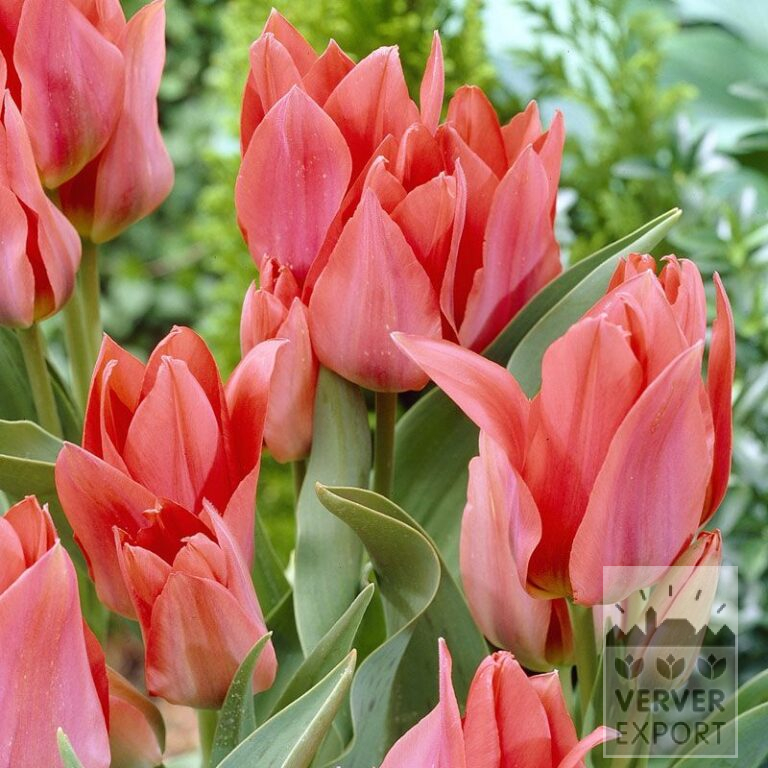 Tulpen 'Toronto' (12277)